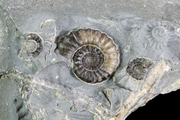 Ammonite (Promicroceras) Cluster - Somerset, England #86241